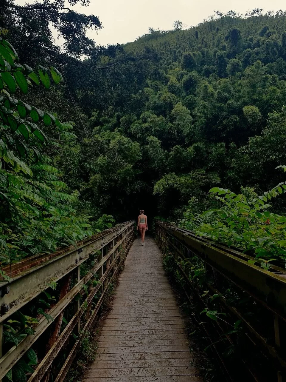Pipiwai Trail, Bamboo Forest