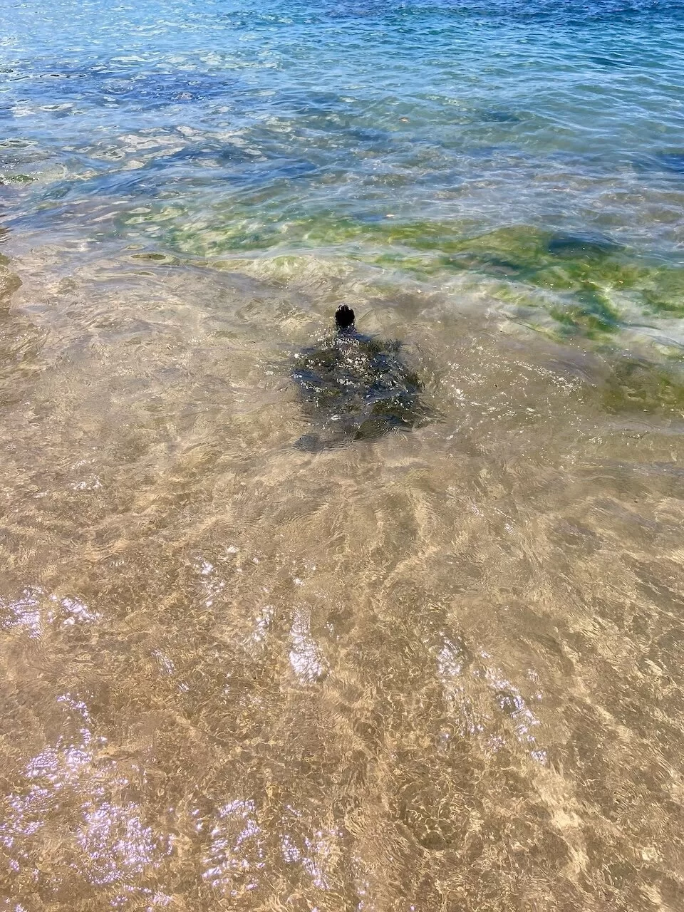 Sea Turtle