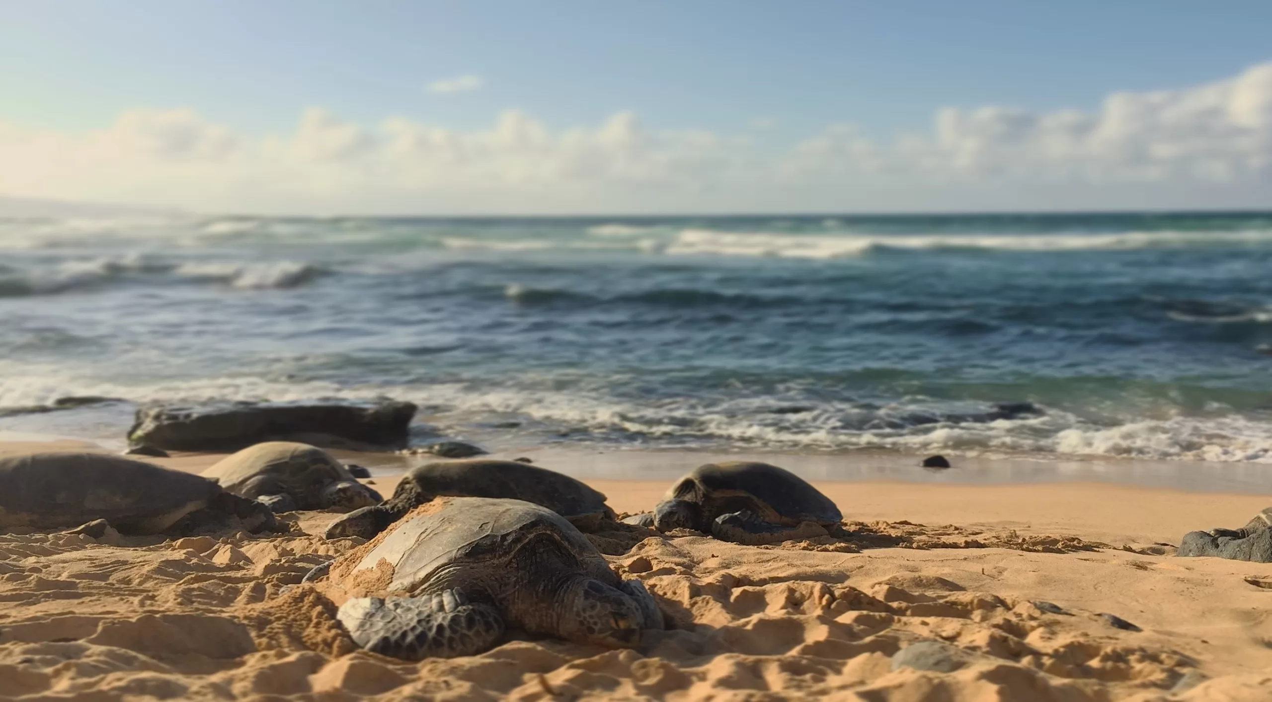Ho'okipa Beach, Hawaiian Green Sea Turtles