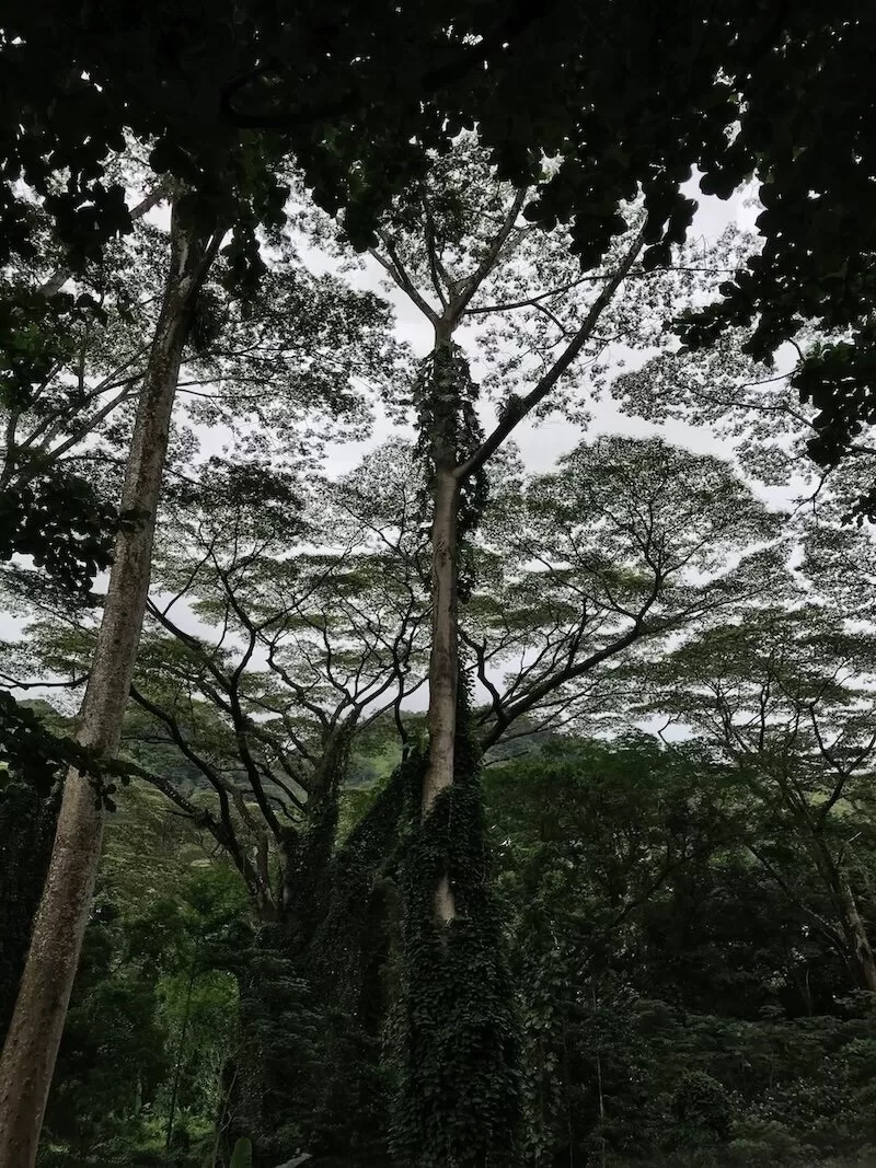 Best things to do in Oahu, hikes & views in Hawaii, Manoa Falls