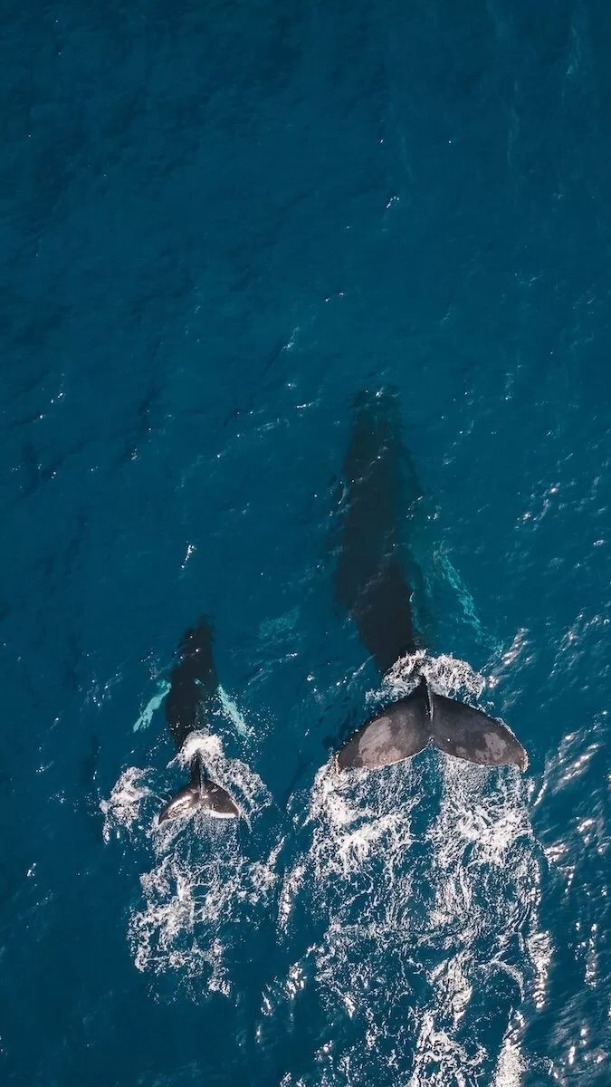 Best things to do in Oahu, the ultimate Oahu guide, whale watching